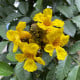 Tabebuja chrysotricha - Handroanthus chrysotrichus - osivo tabebuji - 5 ks