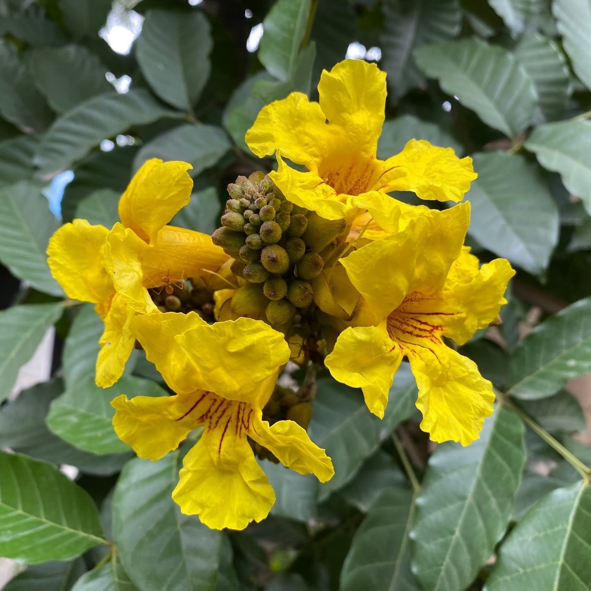 Tabebuja chrysotricha - Handroanthus chrysotrichus - osivo tabebuji - 5 ks