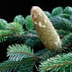 Jedle bělokorá - Abies alba - osivo jedle - 7 ks
