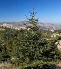 Jedle španělská - Abies pinsapo - osivo jedle - 7 ks