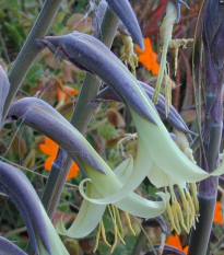 Puja - Puya mirabilis - osivo puji - 20 ks