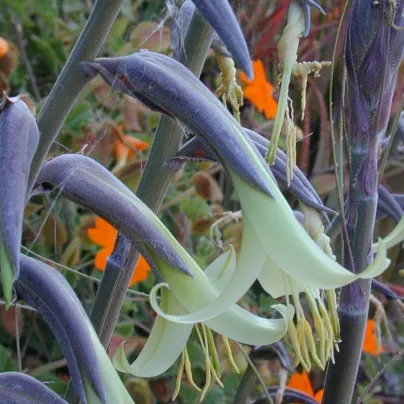 Puja - Puya mirabilis - osivo puji - 20 ks