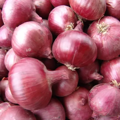 Cibule jarní červená Karmen - Allium cepa - osivo cibule - 200 ks