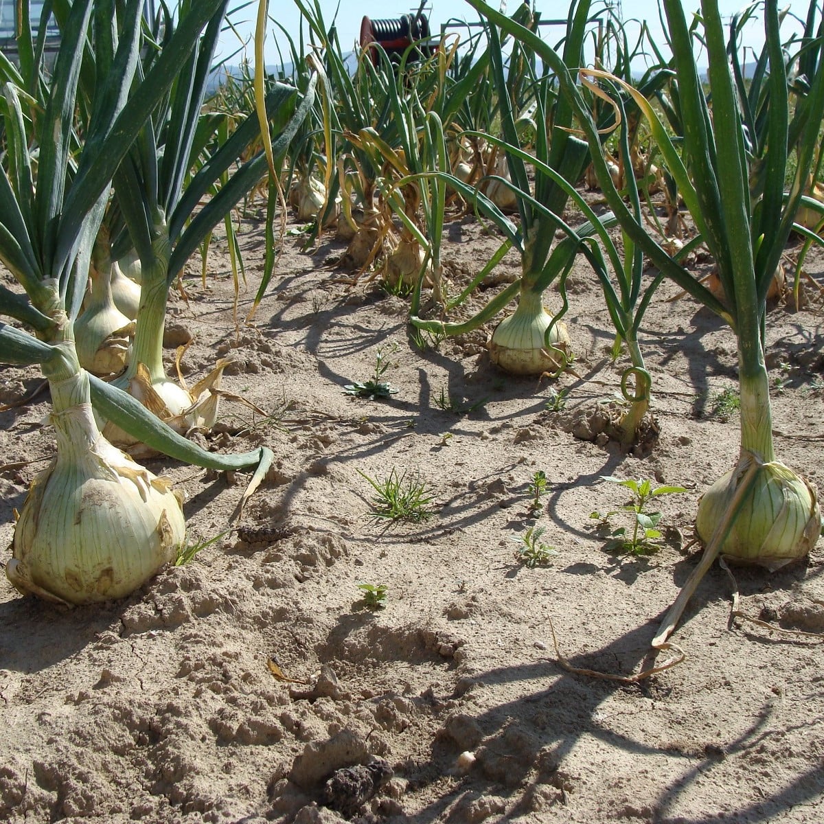 Cibule jarní salátová Globo - Allium cepa - osivo cibule - 180 ks