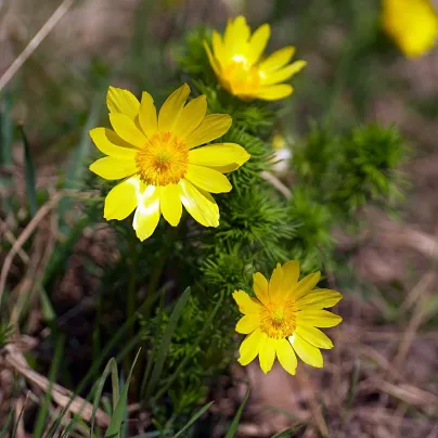Hlaváček jarní - Adonis vernalis - osivo hlaváčku - 10 ks