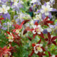 Orlíček velkokvětý směs barev - Aquilegia caerulea - osivo orlíčku - 250 ks