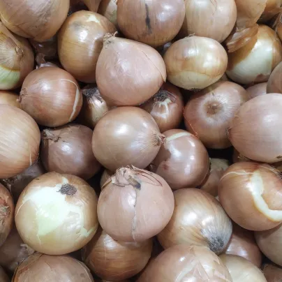 Cibule žlutá Zittauer - Allium cepa - osivo cibule - 270 ks