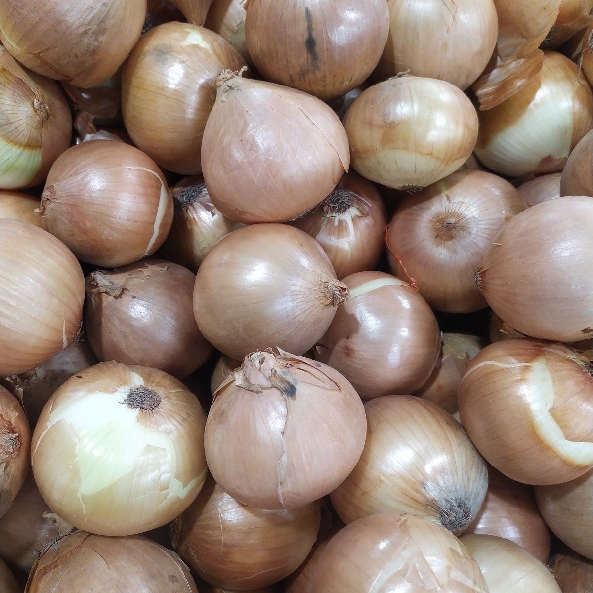 Cibule žlutá Zittauer - Allium cepa - osivo cibule - 270 ks
