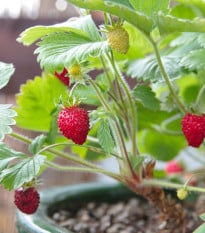 Jahodník lesní - Fragaria vesca - osivo jahodníku - 10 ks