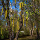 Bříza černá - Betula nigra - osivo břízy - 15 ks