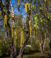 Bříza černá - Betula nigra - osivo břízy - 15 ks