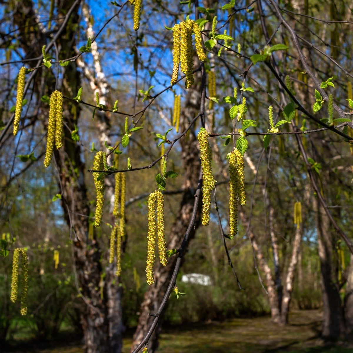 Bříza černá - Betula nigra - osivo břízy - 15 ks