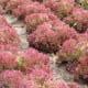 Salát listový Crimson - Lactuca sativa L. - osivo salátu - 300 ks