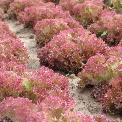 Salát listový Crimson - Lactuca sativa L. - osivo salátu - 300 ks