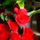 Begonie Nonstop červená - Begonia tuberhybrida - hlízy begónie - 2 ks