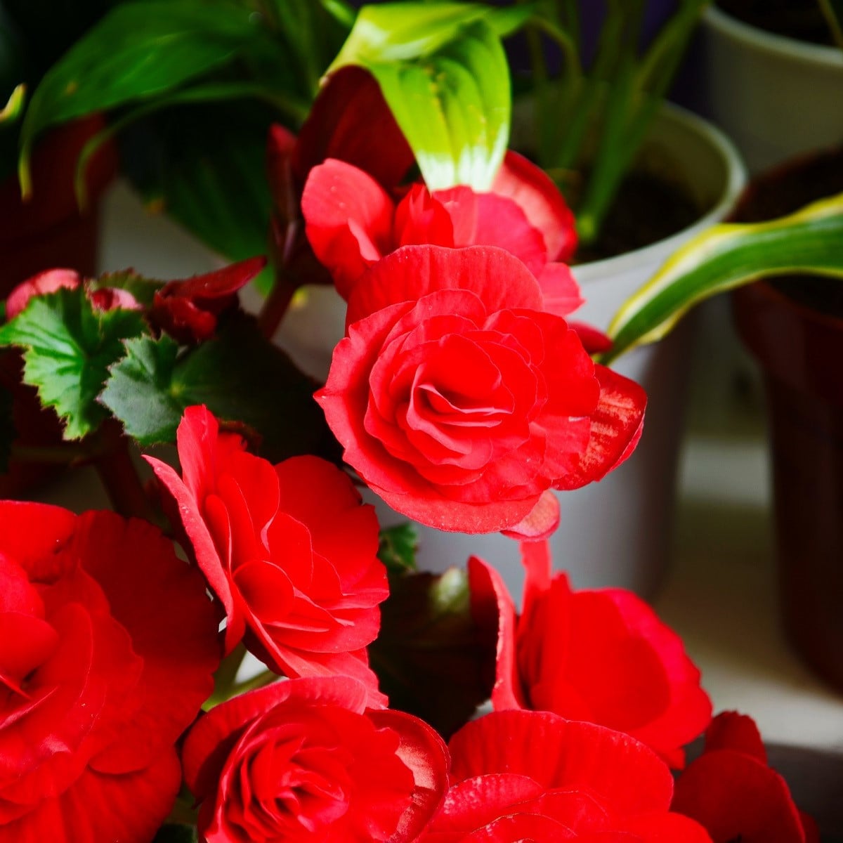 Begonie Nonstop červená - Begonia tuberhybrida - hlízy begónie - 2 ks