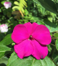 Netýkavka Accent fialová F1 - Impatiens walleriana - osivo netýkavky - 12 ks
