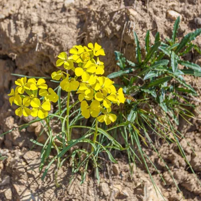 Len žlutý - Linum flavum - osivo lnu - 100 ks