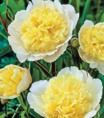 Pivoňka Prima Vera - Paeonia lactiflora - hlízy pivoněk - 1 ks