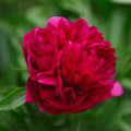 Pivoňka Big Ben – Paeonia lactiflora – pivoňky – cibulky