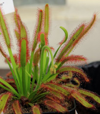 Rosnatka kapská Compact Rosette - Drosera capensis - osivo rosnatky - 15 ks