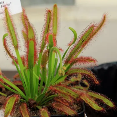 Rosnatka kapská Compact Rosette - Drosera capensis - osivo rosnatky - 15 ks