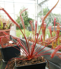 Rosnatka Red plant - Drosera capensis - osivo rosnatky - 15 ks