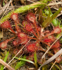 Rosnatka Minor - Drosera capensis - osivo rosnatky - 10 ks