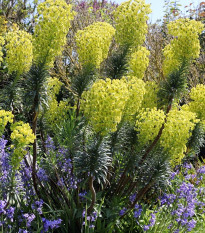 Pryšec statný - Euphorbia characias - osivo pryšce - 18 ks