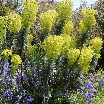 Pryšec statný - Euphorbia characias - osivo pryšce - 18 ks