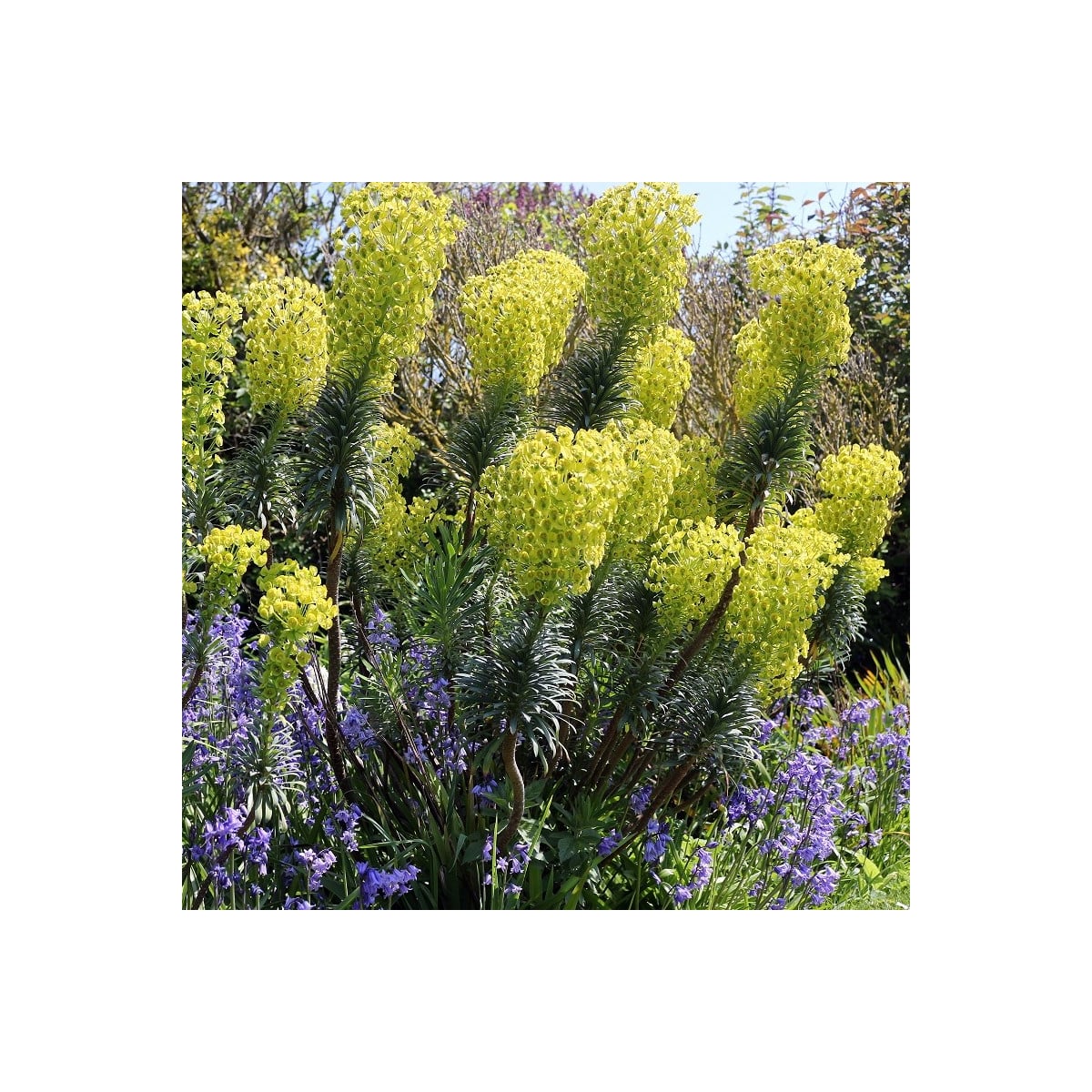 Pryšec statný - Euphorbia characias - osivo pryšce - 18 ks