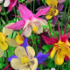 Orlíček velkokvětý směs barev - Aquilegia caerulea - osivo orlíčku - 250 ks