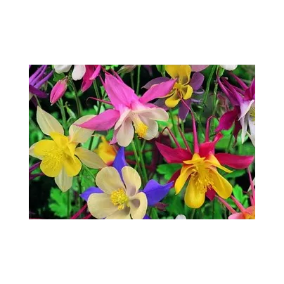 Orlíček velkokvětý směs barev - Aquilegia caerulea - osivo orlíčku - 250 ks