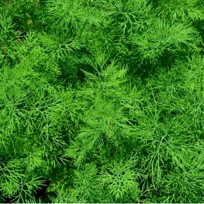 Kopr vonný Oliver - Anethum graveolens - osivo kopru - 500 ks