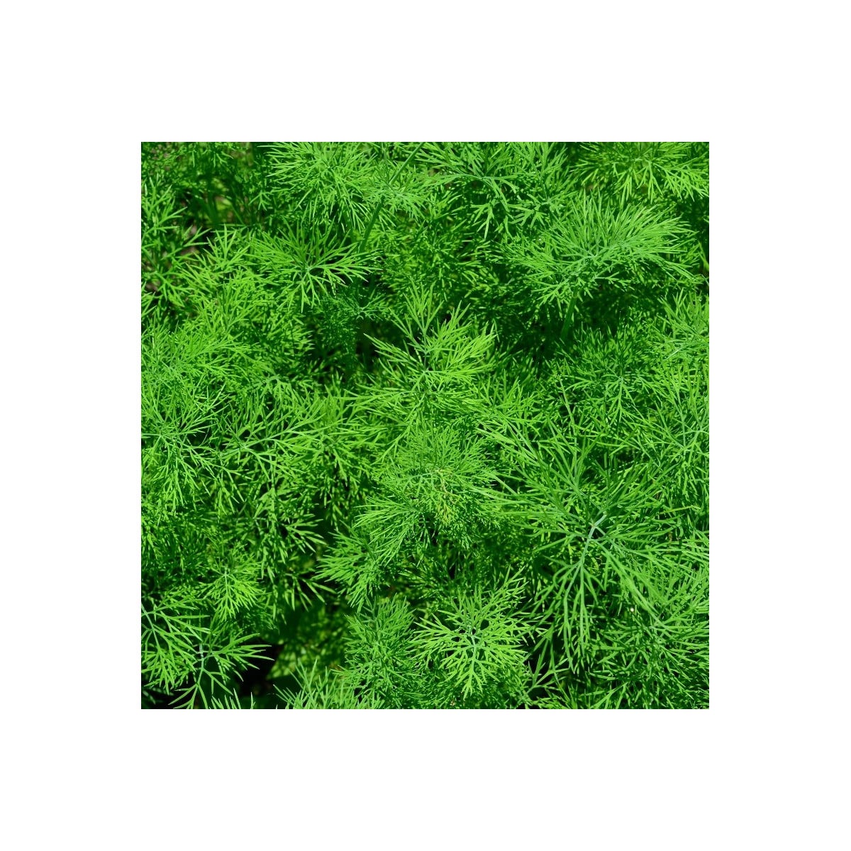 Kopr vonný Oliver - Anethum graveolens - osivo kopru - 500 ks
