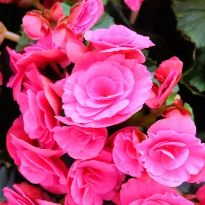 Begonie Nonstop růžová - Begonia tuberhybrida - hlízy begónie - 2 ks