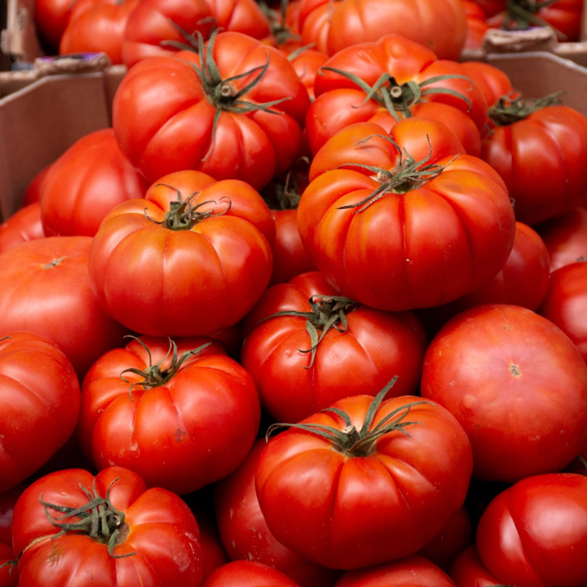 Rajče Costoluto Fiorentino - Solanum lycopersicum - osivo rajčat -7 ks