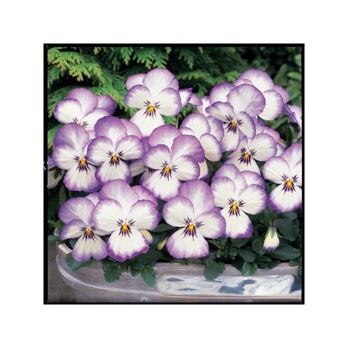 Violka rohatá Sorbet xp Rose - Viola cornuta - osivo violky - 20 ks