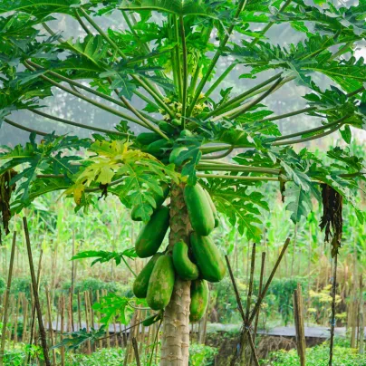 Papája červená - Carica papaya - osivo papáji - 5 ks