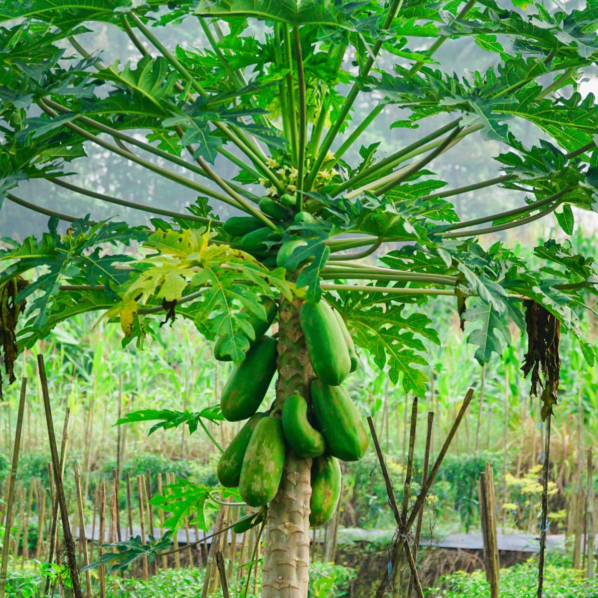 Papája červená - Carica papaya - osivo papáji - 5 ks