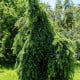 Cedr himalájský - Cedrus deodara - osivo cedru - 10 ks