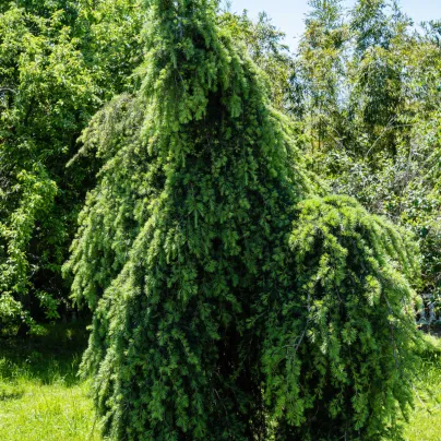 Cedr himalájský - Cedrus deodara - osivo cedru - 10 ks