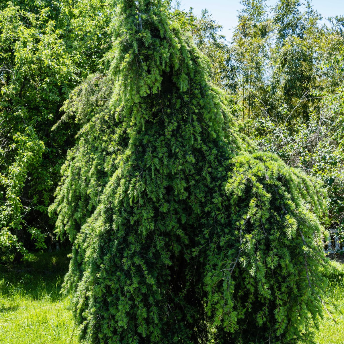 Cedr himalájský - Cedrus deodara - osivo cedru - 10 ks