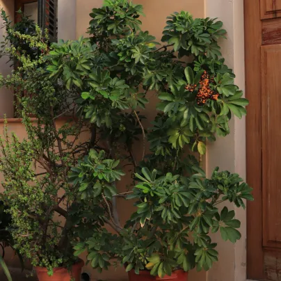Šeflera paprskovitá - Schefflera arboricola - osivo šeflery - 6 ks