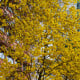 Tabebuja chrysotricha - Handroanthus chrysotrichus - osivo tabebuji - 5 ks