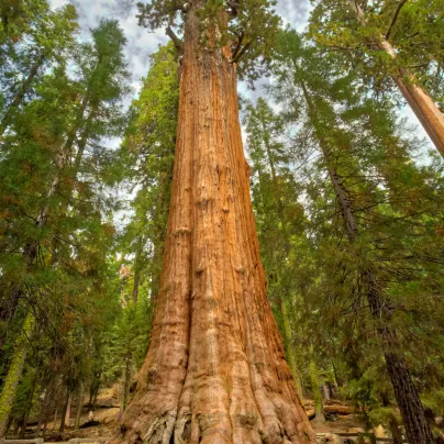 Sekvojovec obrovský - Sequouadendron giganteum - osivo sekvojovce - 5 ks