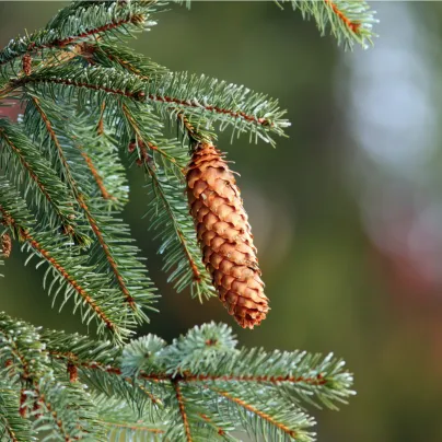 Smrk ztepilý - Picea abies - osivo smrku - 8 ks