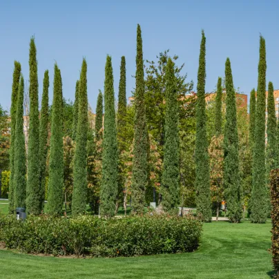 Cypřiš pravý - Cupressus sempervirens - osivo cypřiše - 7 ks