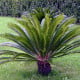 Cykas japonský - Cycas revoluta - osivo cykasu - 2 ks