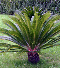 Cykas japonský - Cycas revoluta - osivo cykasu - 2 ks